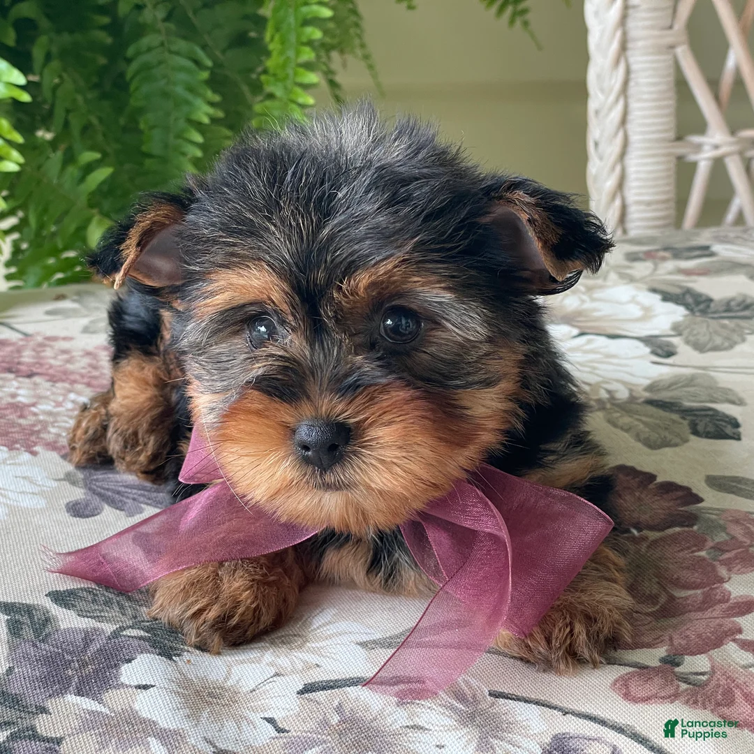 Yorkshire Terrier dogs for sale: Flo - Ad 2