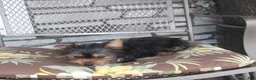 Yorkshire Terrier dogs for sale: Pluto - Ad 27
