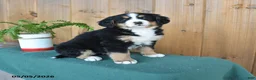 Bernese Mountain Dog dogs for sale: Pixie - Ad 1