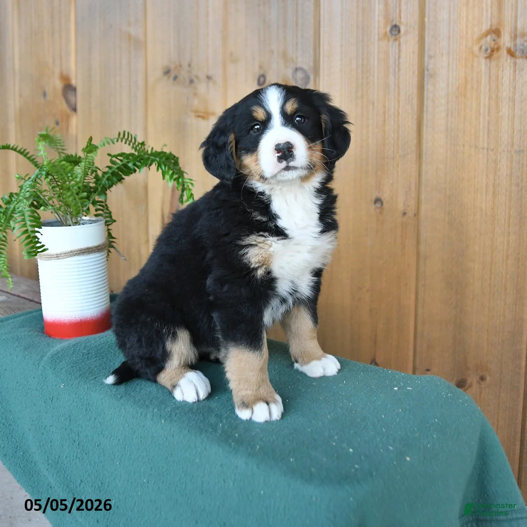 Bernese Mountain Dog dogs for sale: Pixie - Ad 1