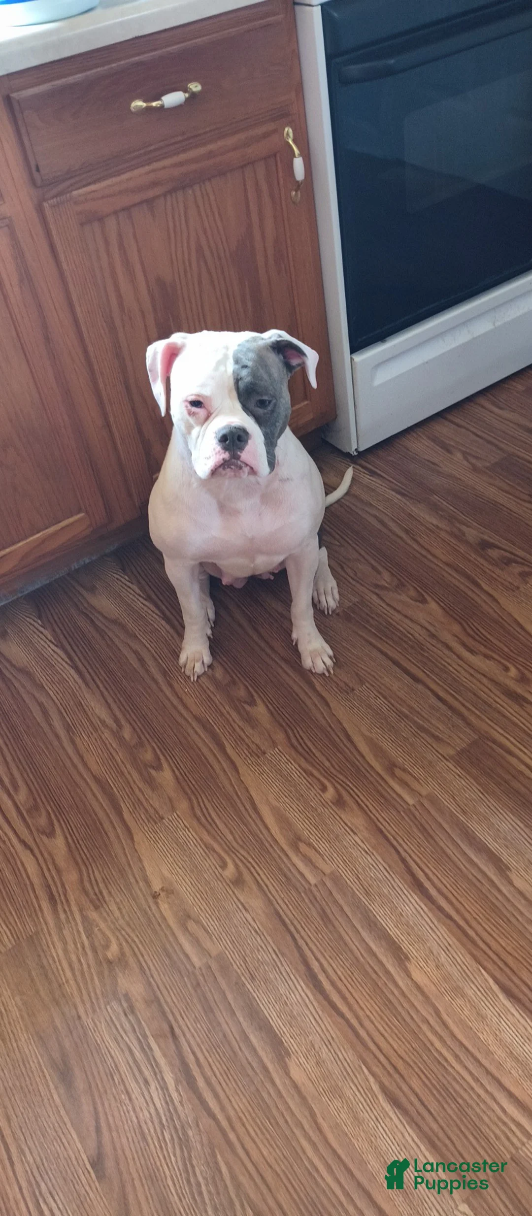 American Bulldog dogs for sale: American Bulldog Puppy 2 - Ad 2