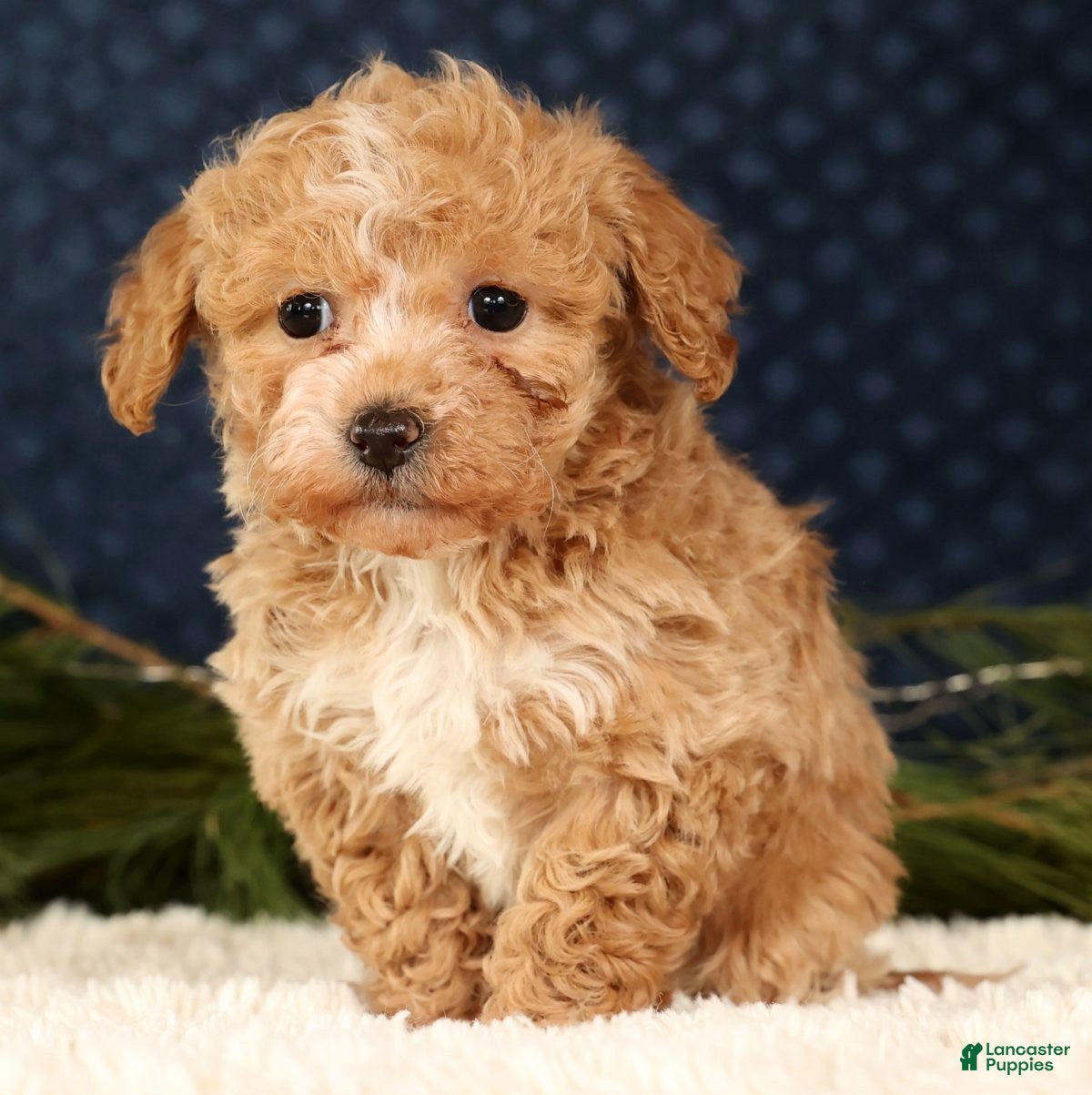 Havapoo dogs Talia - Ad 24