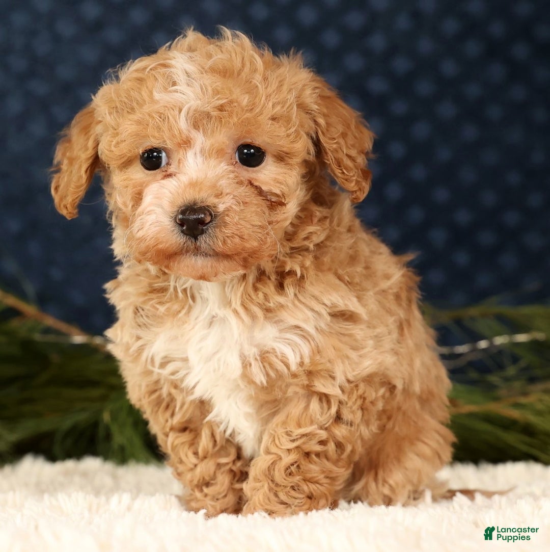 Havapoo dogs for sale: Talia - Ad 5