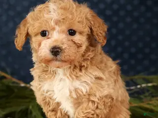 Havapoo dogs Talia - Ad 22