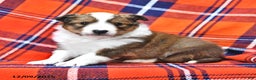 Shetland Sheepdog dogs for sale: Mr Christmas - Ad 4