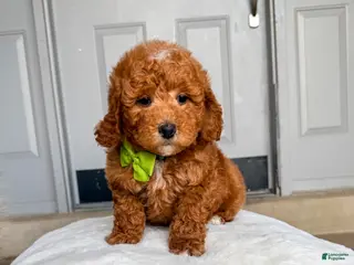 Bernedoodle dogs Sleepy - Ad 1