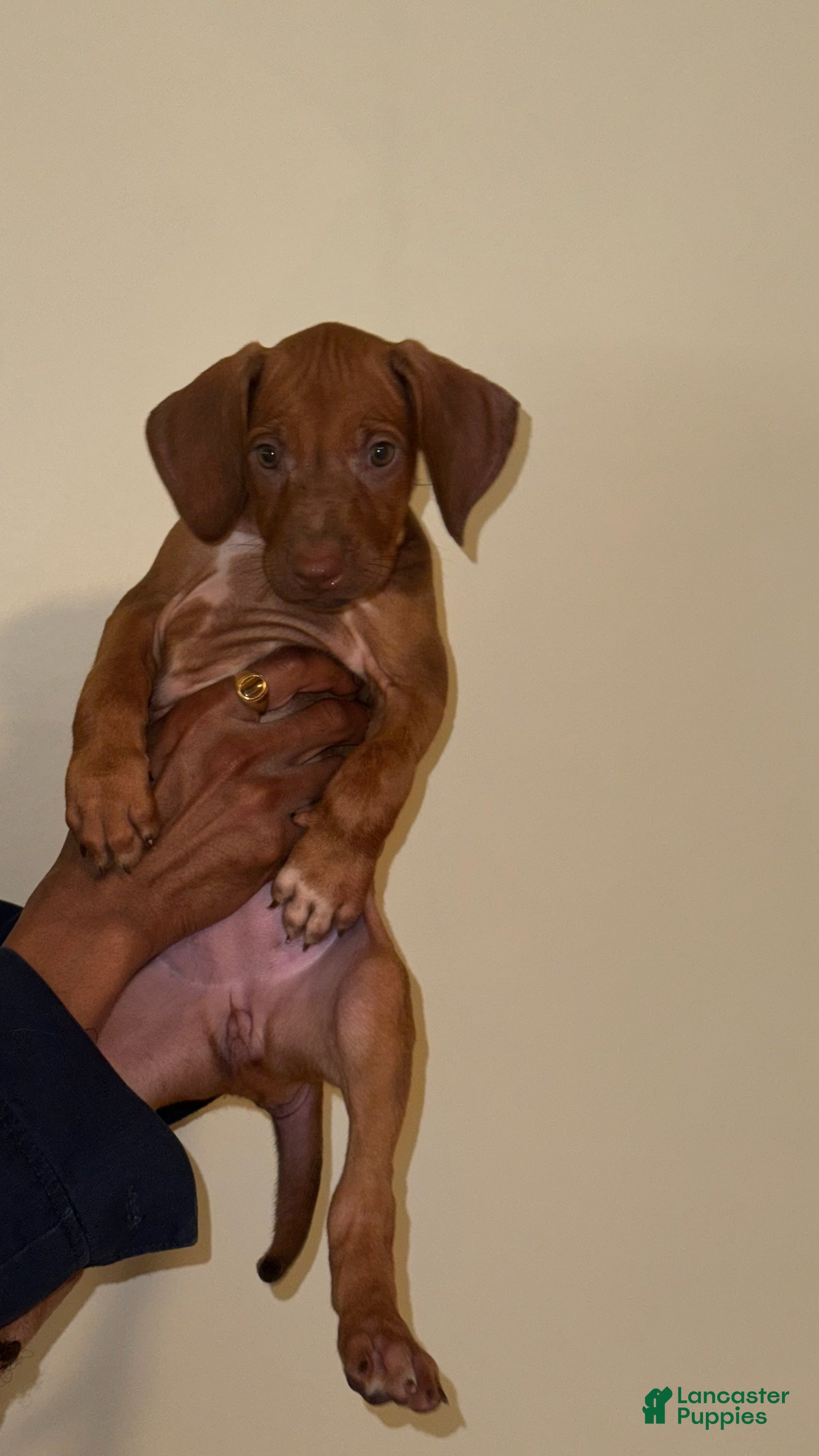 Rhodesian Ridgeback dogs Rhodesian Ridgeback Girl - Ad 7
