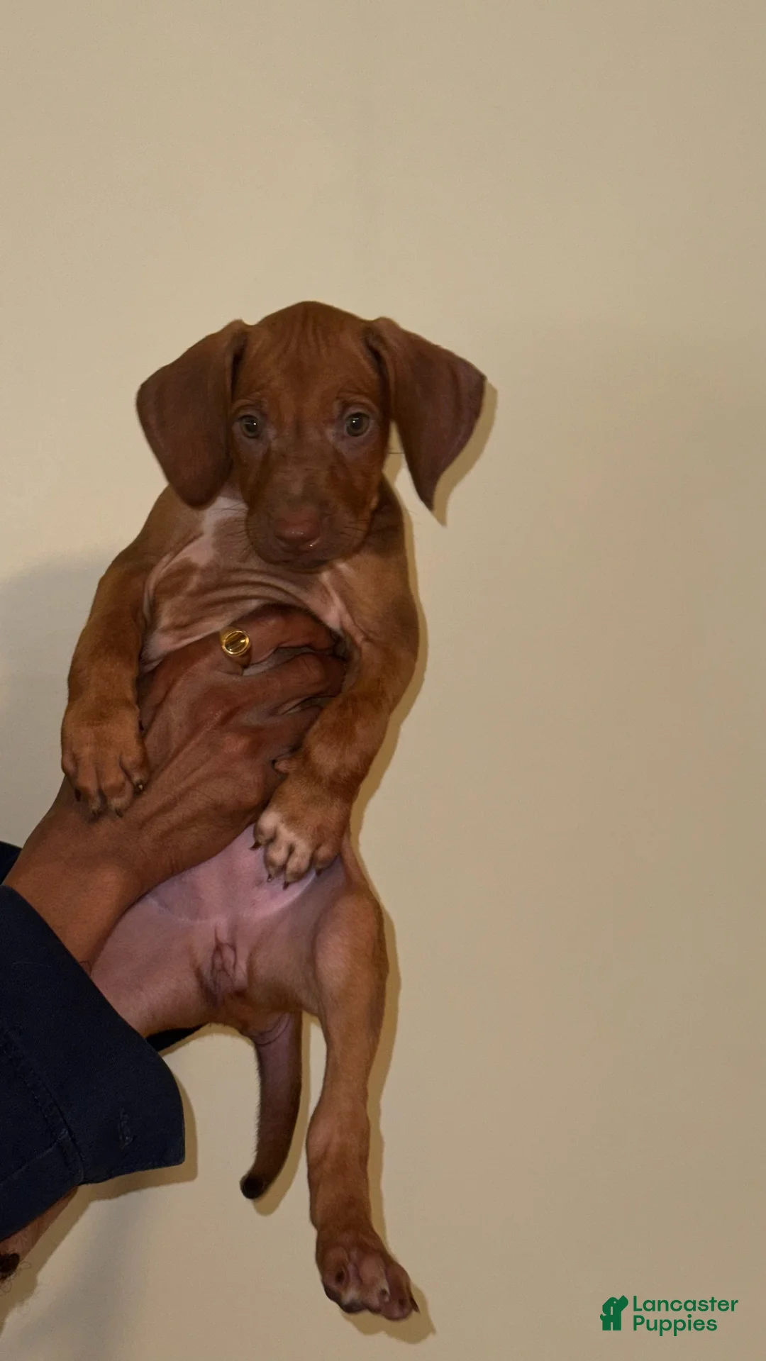 Rhodesian Ridgeback dogs for sale: Rhodesian Ridgeback Girl - Ad 1