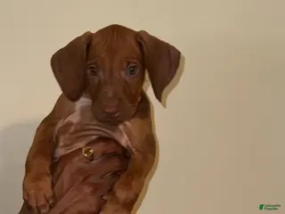 Rhodesian Ridgeback dogs Rhodesian Ridgeback Girl - Ad 7