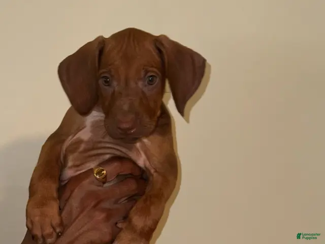 Rhodesian Ridgeback dogs for sale: Rhodesian Ridgeback Girl - Ad 7