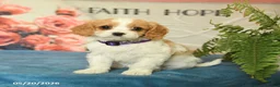 Cavapoo dogs for sale: Magnolia - Ad 1