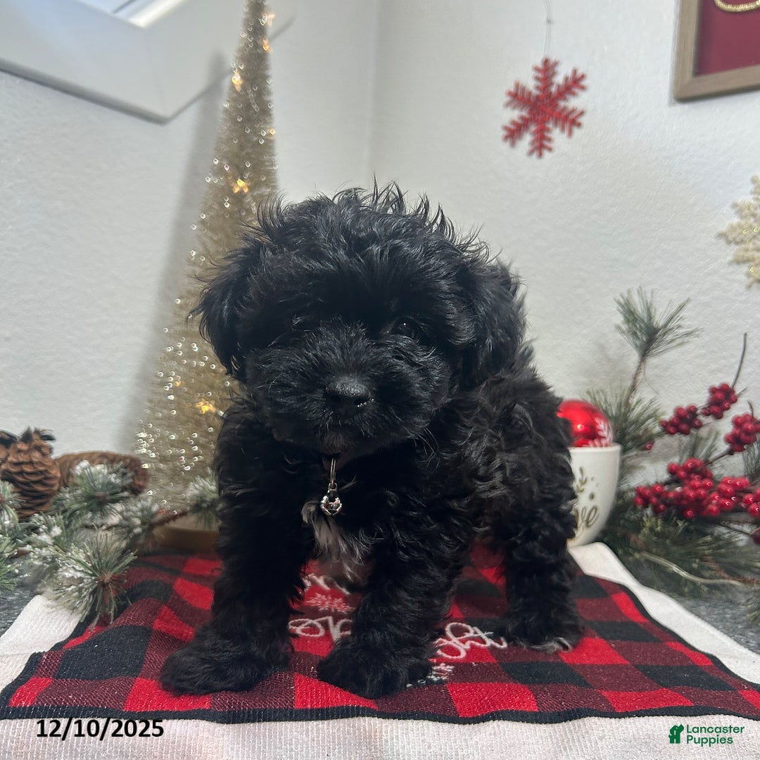 Mixed Breed dogs for sale: Bentley - Ad 1