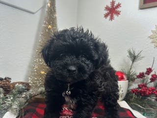 Mixed Breed dogs Bentley - Ad 21