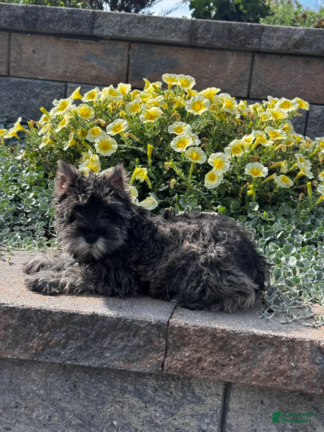 Miniature Schnauzer dogs for sale: Khloe - Ad 5
