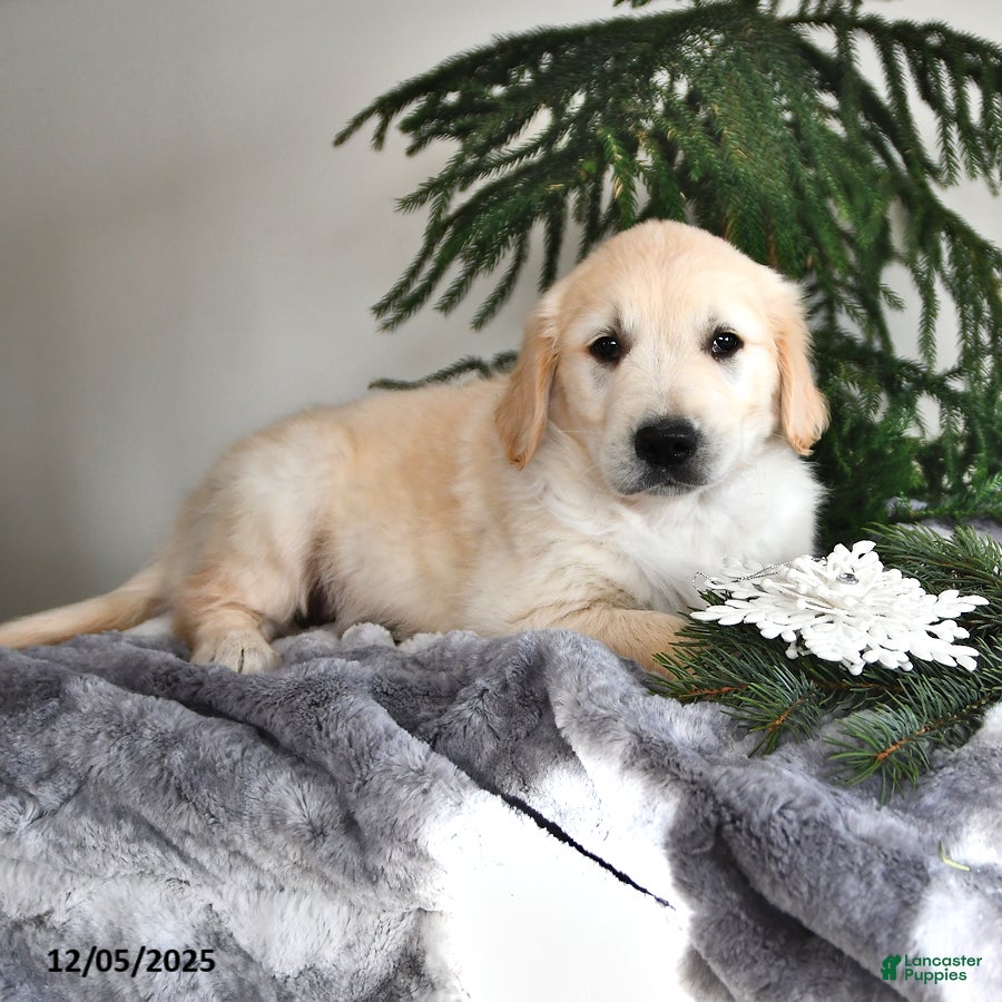 Golden Retriever dogs Winston - Ad 6