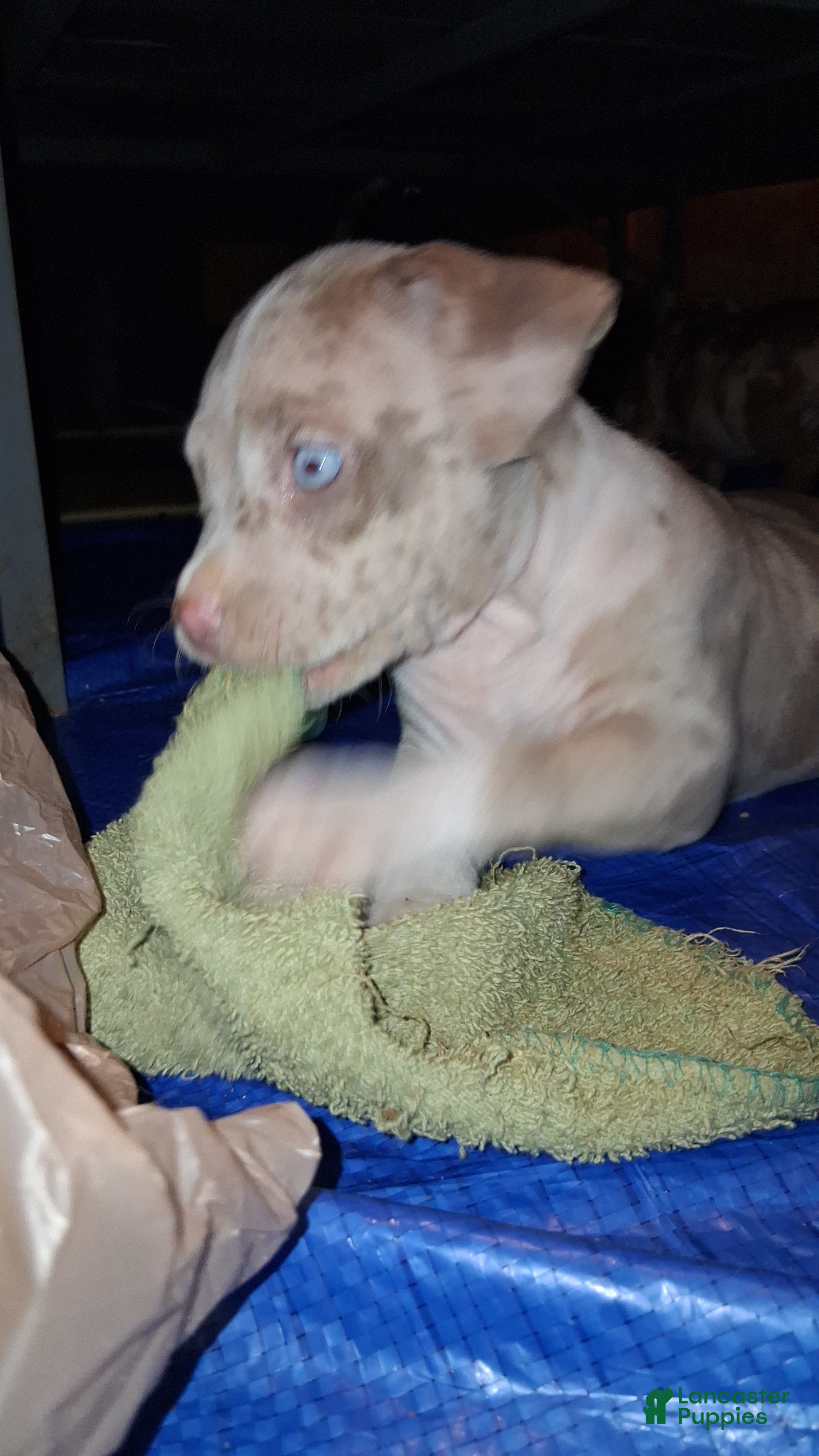 American Bully dogs American Bully Puppy 2 - Ad 31