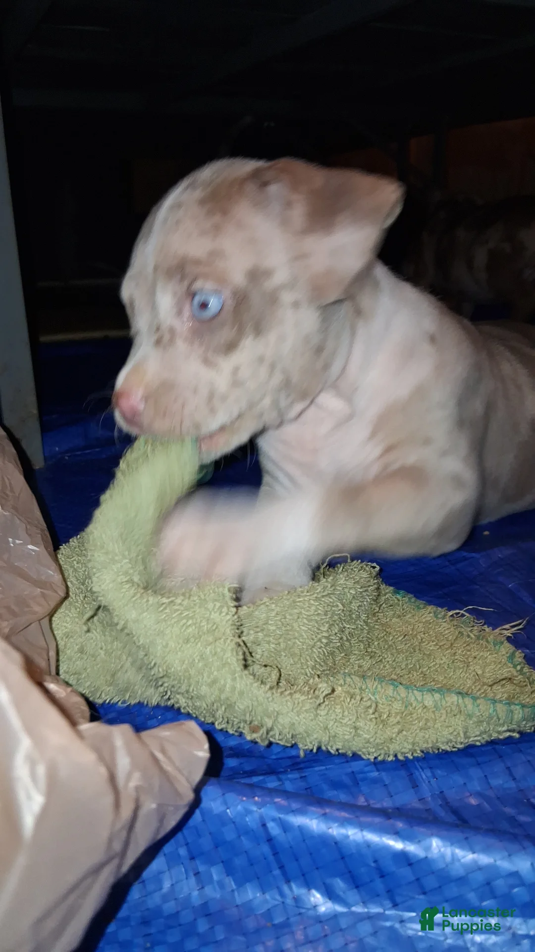 American Bully dogs for sale: American Bully Puppy 2 - Ad 1