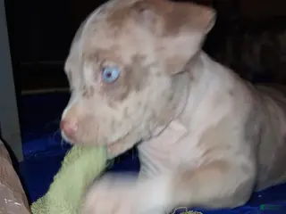 American Bully dogs American Bully Puppy 2 - Ad 31