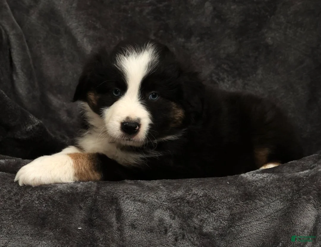 Miniature Australian Shepherd dogs for sale: Sammy - Ad 9