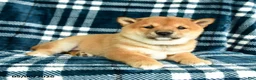 Shiba Inu dogs for sale: Sprinkles - Ad 4