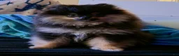 Pomeranian dogs for sale: Pomeranian 1 - Ad 2