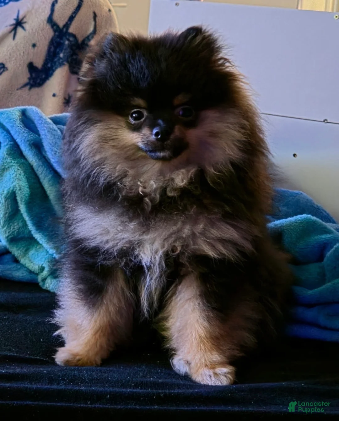 Pomeranian dogs for sale: Pomeranian 1 - Ad 2