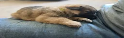 German Shepherd dogs for sale: Shadow - Ad 41