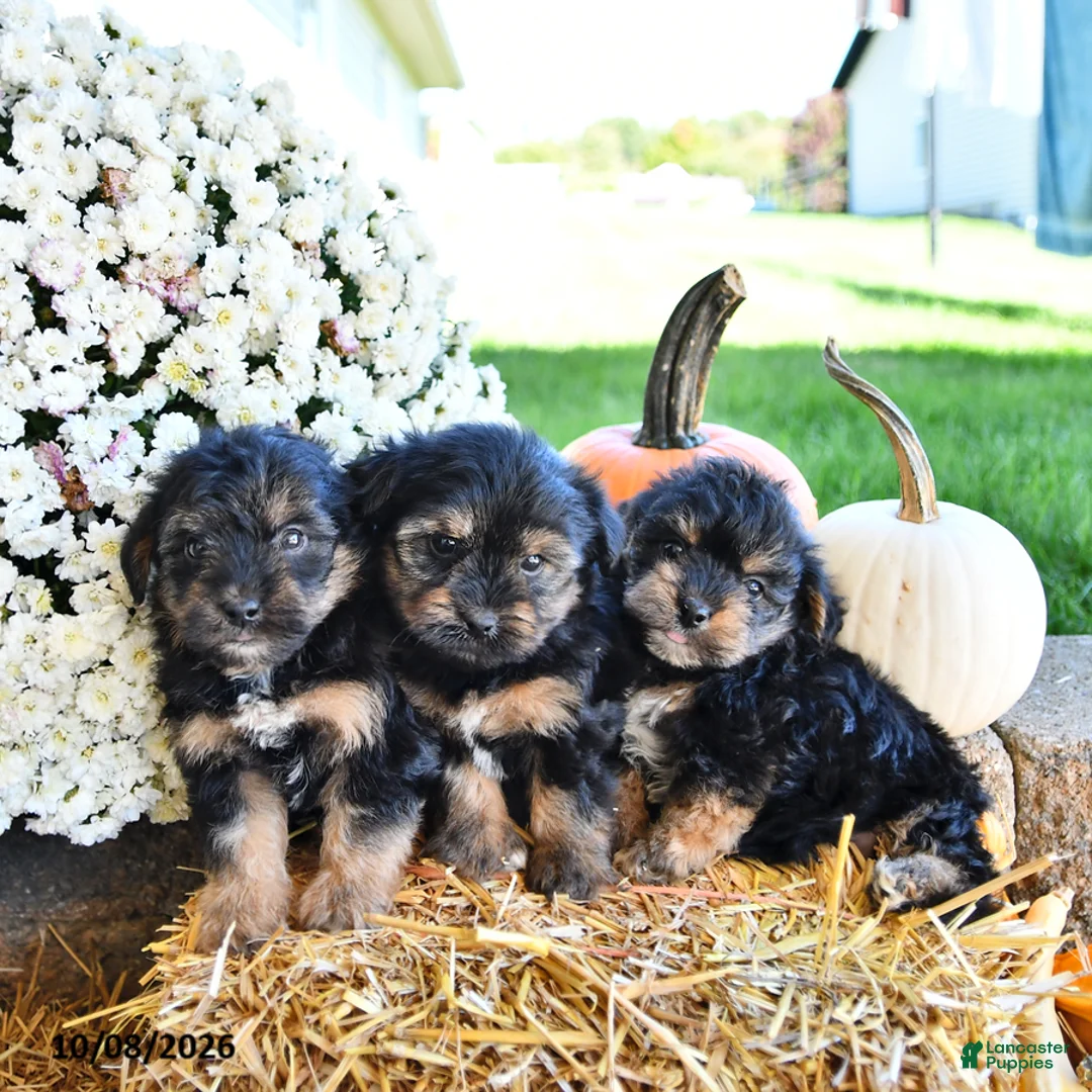 Yorkiepoo dogs for sale: Maggie - Ad 5