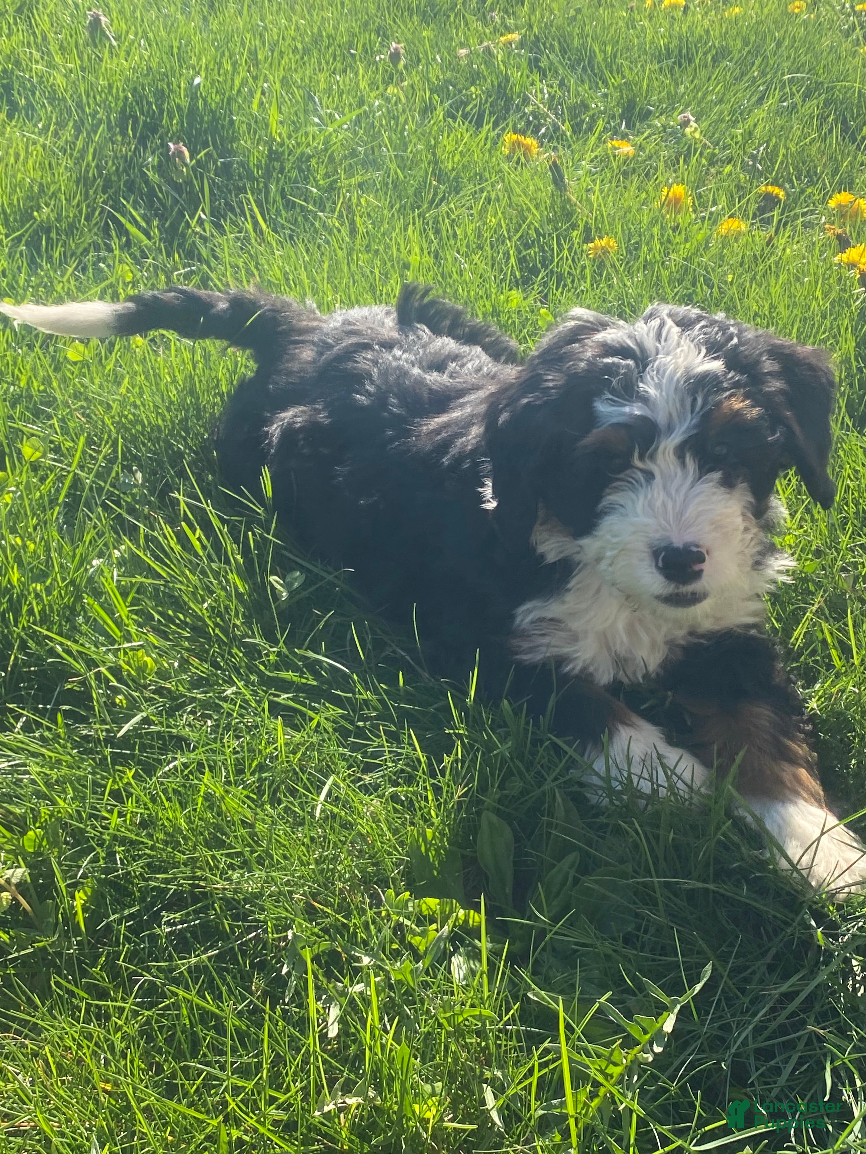 Mini Bernedoodle dogs Cola - Ad 2