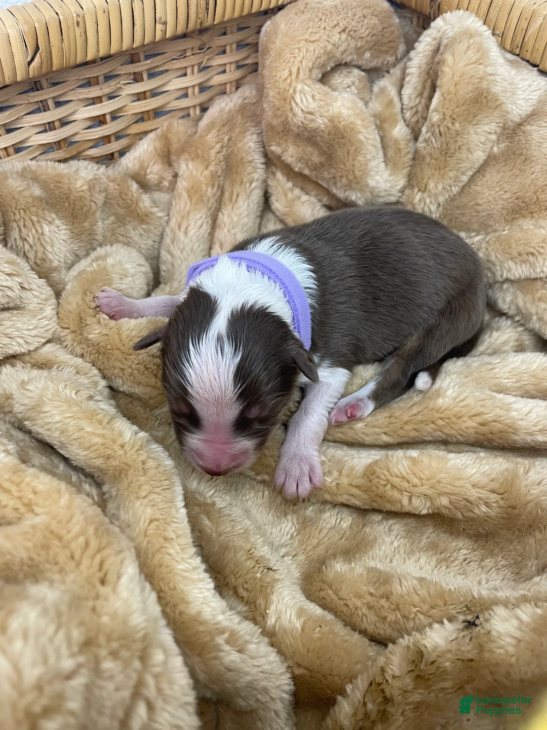 Australian Shepherd dogs for sale: Australian Shepherd- Daisy - Ad 1