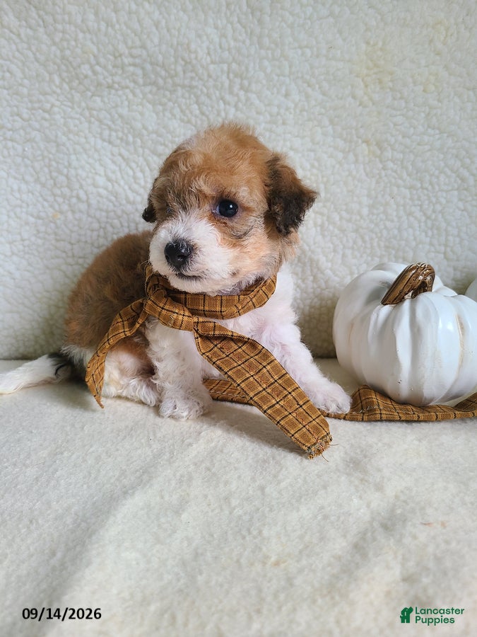 Lhasapoo dogs Chase - Ad 2