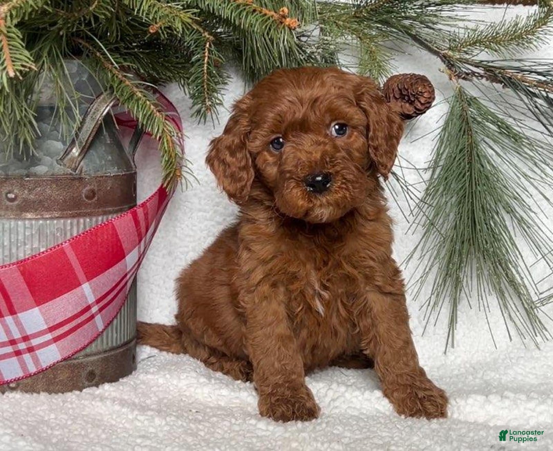 Mini Goldendoodle dogs for sale: Bobby - Ad 2
