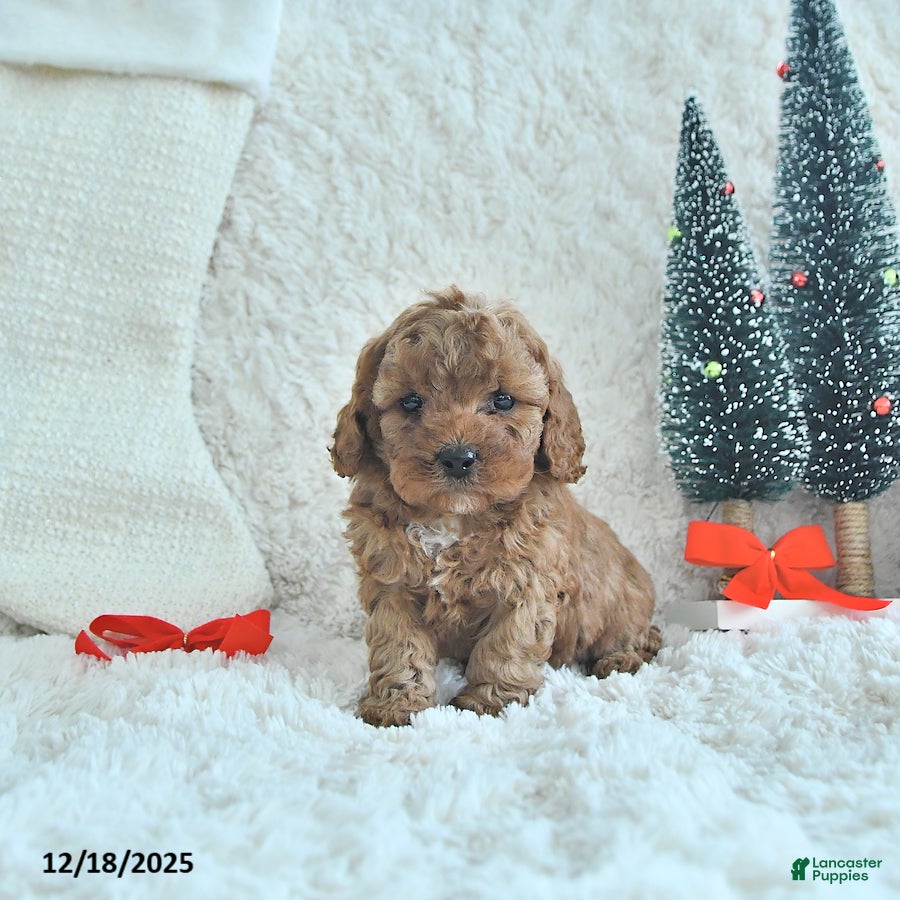 Cavapoo dogs Tinsel - Ad 20
