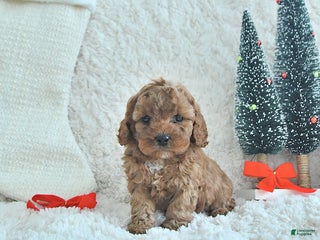 Cavapoo dogs Tinsel - Ad 20
