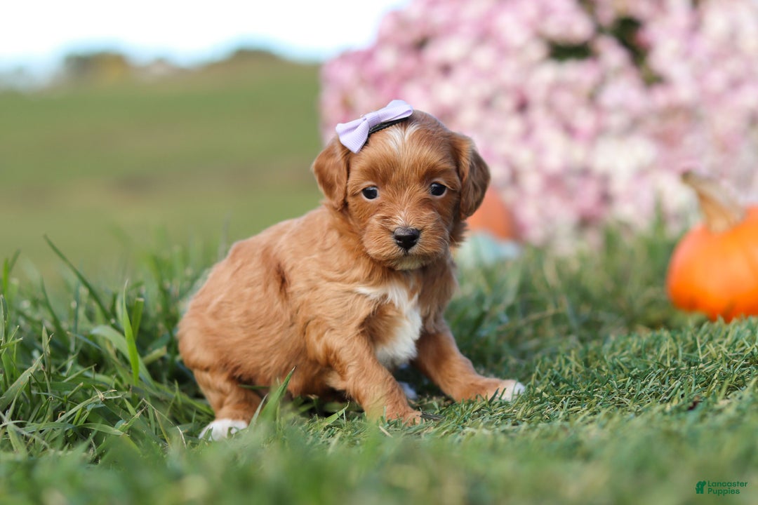 Cavapoo dogs for sale: Bailey - Ad 1