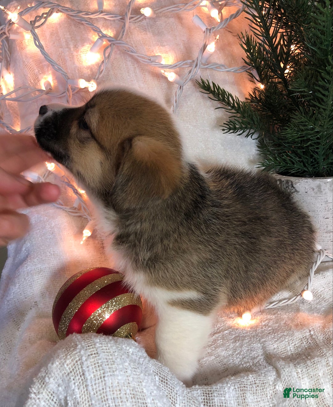 Welsh Corgi Pembroke dogs for sale: Sammy - Ad 3