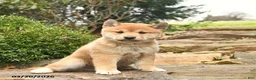 Shiba Inu dogs for sale: Dallas  - Ad 4