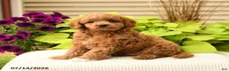 Cavapoo dogs for sale: Bubbles - Ad 4