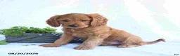 Cavapoo dogs for sale: Mason - Ad 3