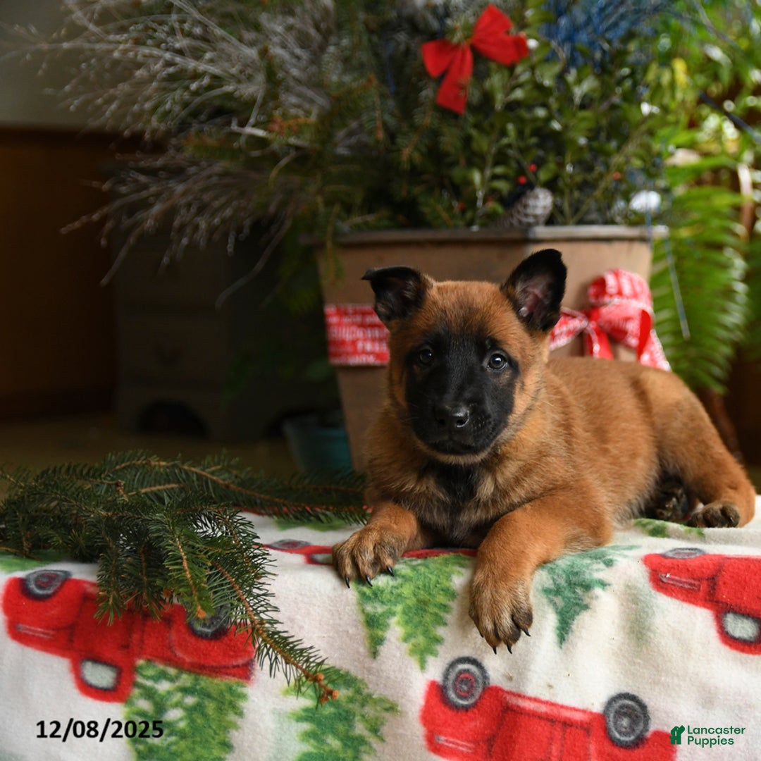 Belgian Malinois dogs for sale: Lemon - Ad 2