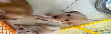 Golden Retriever Boy 1