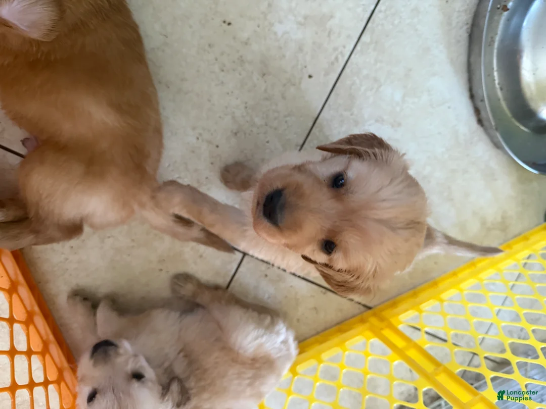 Golden Retriever dogs for sale: Golden Retriever Boy 1 - Ad 1