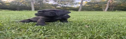 Cane Corso dogs for sale: Violet - Ad 5