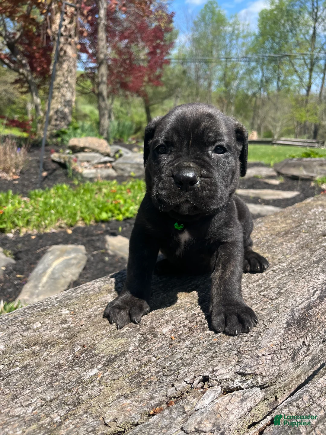Cane Corso dogs for sale: Apollo - Ad 1