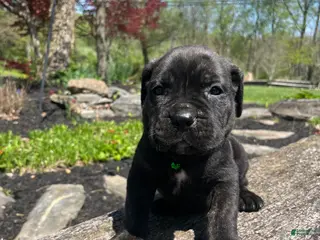 Cane Corso dogs for sale: Apollo - Ad 4
