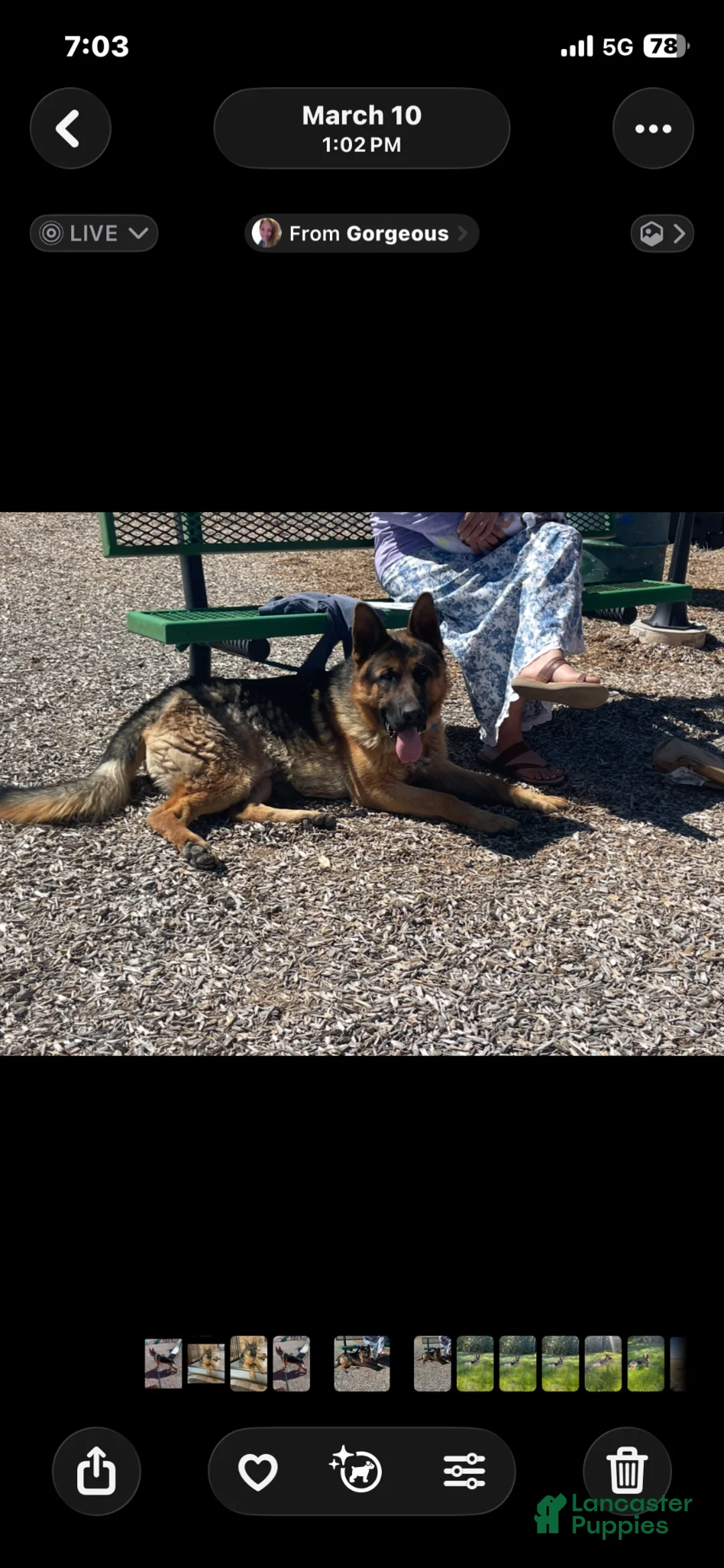 German Shepherd dogs for sale: German Shepherd Puppy 1 - Ad 2