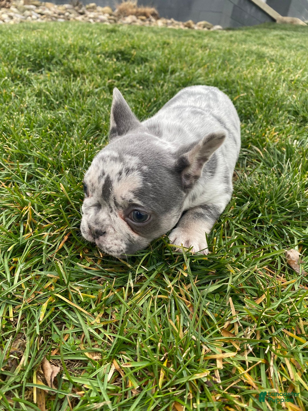 French Bulldog dogs for sale: Sammy - Ad 12