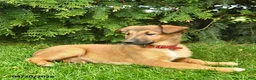 Mixed Breed dogs for sale: Eden  - Ad 4