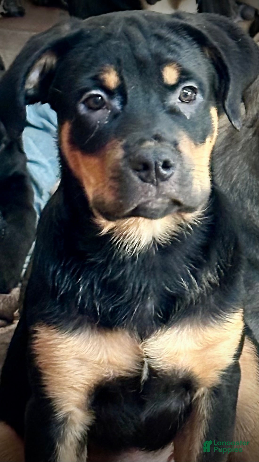 Mixed Breed dogs Cane Corso-Rottweiler - Ad 12