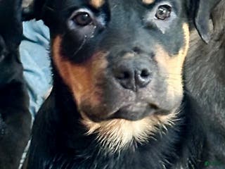 Mixed Breed dogs Cane Corso-Rottweiler - Ad 32